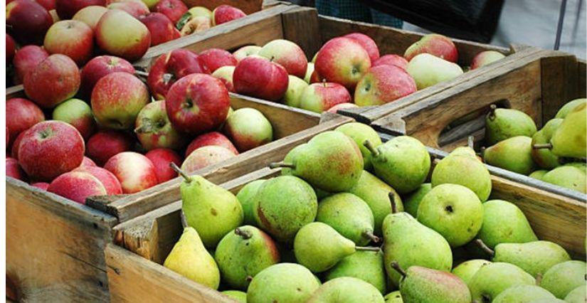Journées des fruits d’automne 2025 en famille au Musée du Revermont, près de Bourg-en-Bresse
