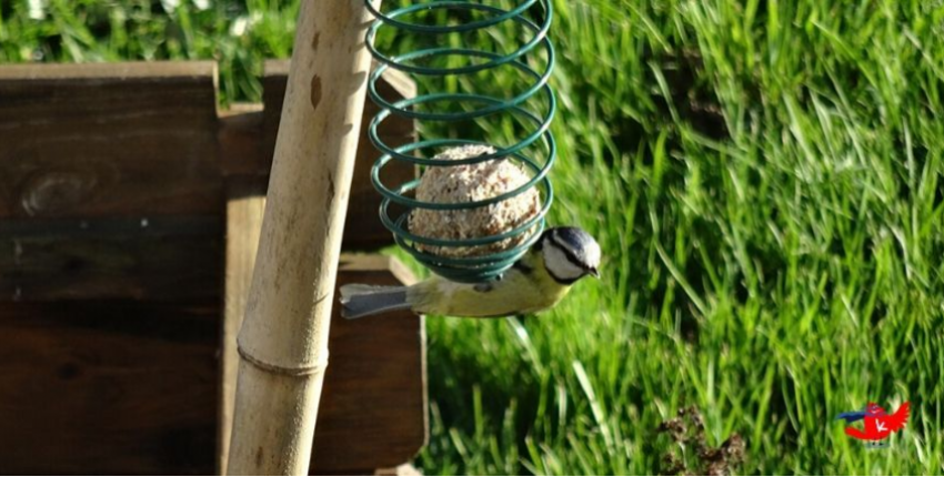 Des boules de graisse et des mangeoires pour nos oiseaux des jardins
