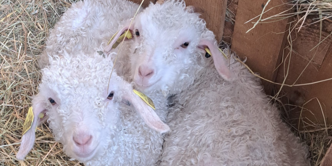 ©La Légend du Mohair