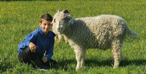 La Légend du Mohair : Ferme pédagogique et ateliers sur la laine près de Bourg-en-Bresse