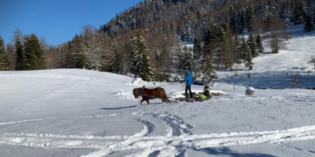 Sortie en famille en calèche, dans la nature enneigée du Pays de Gex
