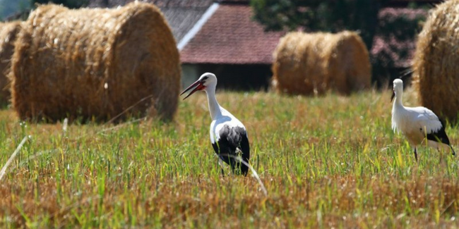 Atelier Observation des oiseaux et des papillons avec la Maison de l'Eau et de la Nature