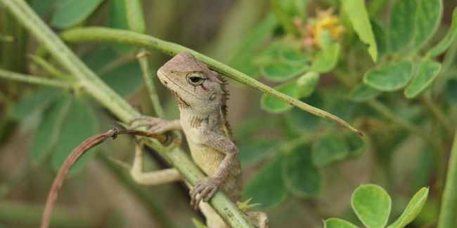 Atelier SOS Reptile au château de Voltaire Ferney Voltaire