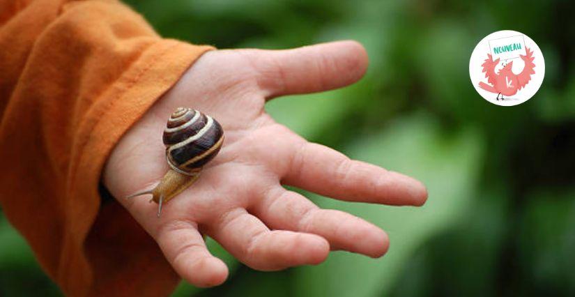 « Cherche la p'tite bête : opération escargots », atelier nature en famille, musée du Revermont près de Bourg-en-Bresse