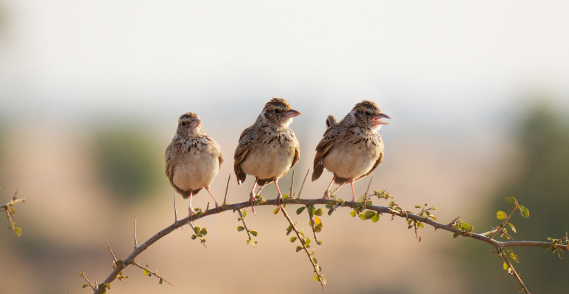 Observation des oiseaux du Val de Saône, avec la Maison de l'Eau et de la Nature de Pont-de-Vaux