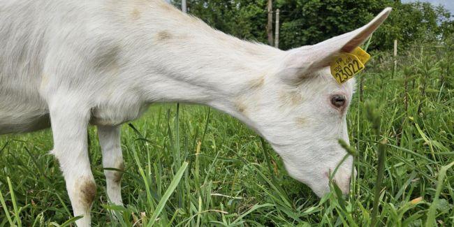 Parcours découverte de la ferme "Chèvres et saveurs" avec les enfants près de Bourg-en-Bresse