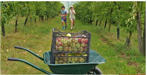 Cueillette de pommes au verger avec les enfants près de Trévoux avec le Comptoir des Pommes 