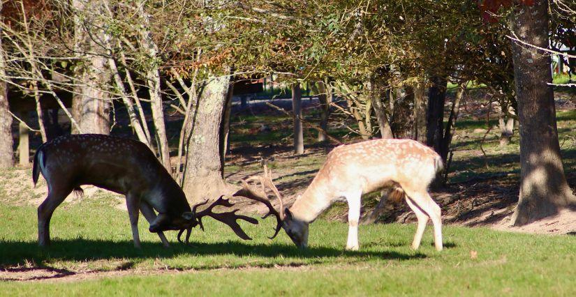 Profitez des belles couleurs automnales en famille au Domaine de la Dombes