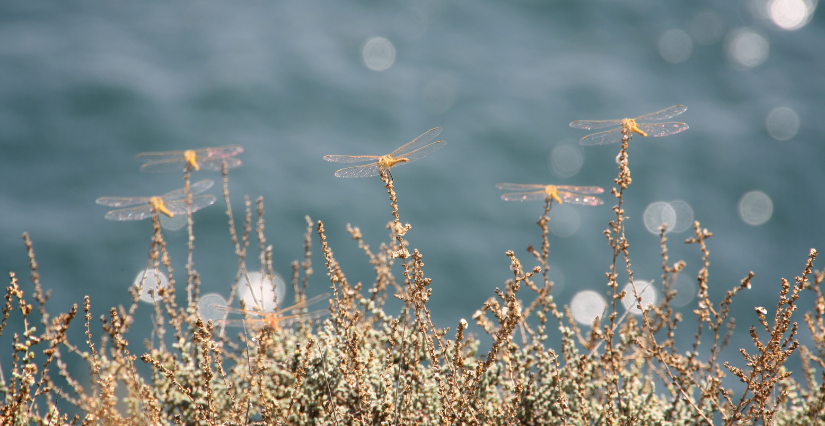 Observation des papillons et libellules en famille avec la Maison de l’Eau et de la Nature