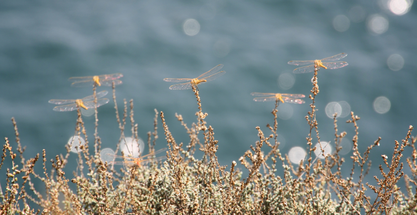 Observation des papillons et libellules en famille avec la Maison de l’Eau et de la Nature 