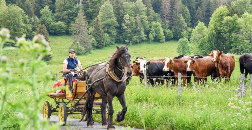 Balade en Calèche ou en Luge Attelée en Famille à la Ferme Équi'Table des Monts Jura dans le pays de Gex