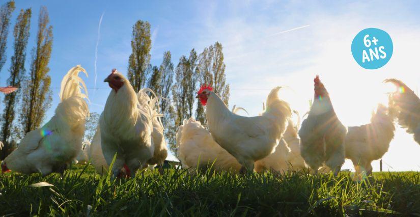 Visite en famille d’un élevage de volailles de Bresse près de Bourg-en-Bresse