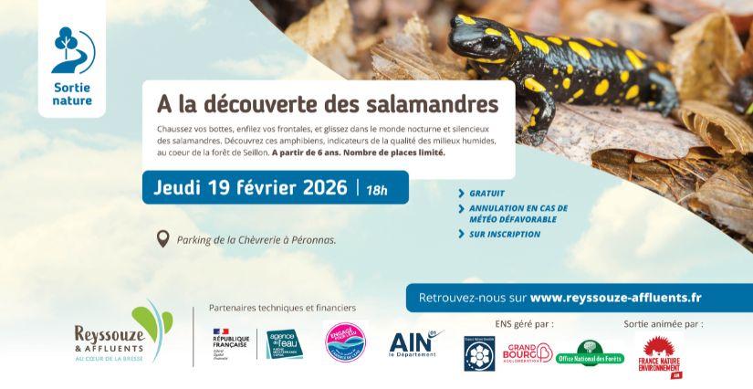 À la découverte des salamandres : sortie nature famille avec Reyssouze et Affluents - Bourg-en-Bresse