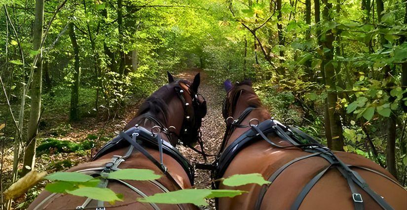 La quête des gardiens de la forêt du Noyer, chasse au trésor avec Les Calèches Lyonnaises, près de Lyon