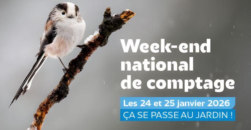 Week-end national de comptage des oiseaux des jardins en famille
