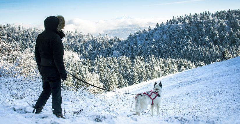 Cani-rando et activités nature en famille dans les montagnes avec Nordic Indiana - Plateau d'Hauteville