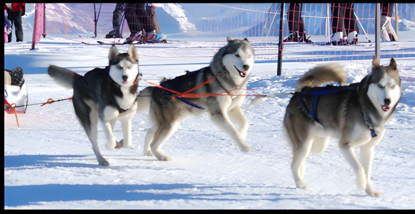 Rêve Nordique : cani-rando, kart tracté et balade à traineau en famille - dans le Bugey