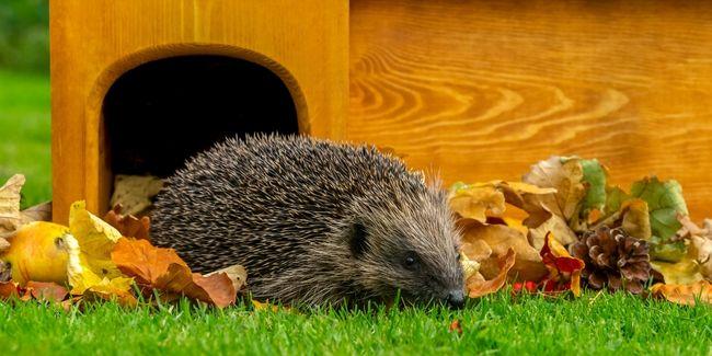 Atelier créatif "Abri à Hérisson" en famille à la Ferme de la Forêt de Courtes