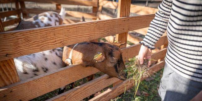 Mini-ferme pédagogique pour les enfants à la Ferme de la Forêt - proche Bourg-en-Bresse