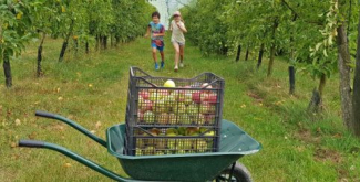 Cueillette de pommes au verger, près de Lyon